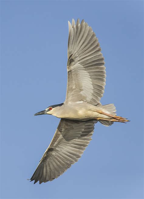 Photographing Birds In Flight