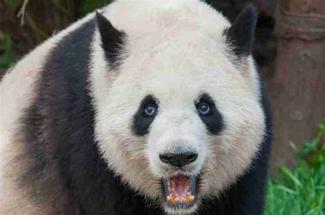 What Are Pandas Predators The 5 Deadliest Predators