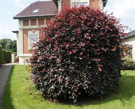 ] j'ai lu sur internet qu'il existait des arbres à feuillages persistant ie des feuillus qui gardent leurs feuilles à l'année. Arbuste à feuilles rouges - 18 idées pour embellir le jardin