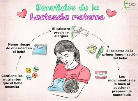 Los Beneficios De La Lactancia Materna En El Desarrollo Cognitivo Del