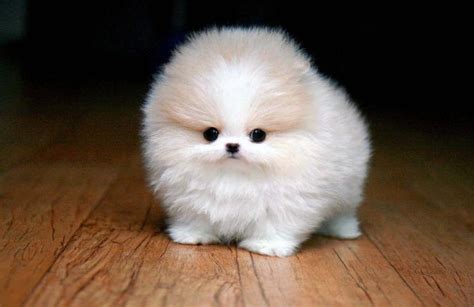 Top 10 Smallest Dog Breeds In The World Dogcrunch