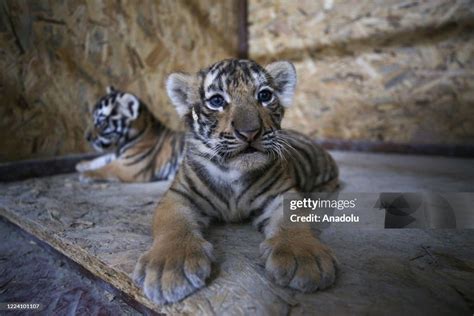 Newly Born Two Bengal Tiger Cubs Are Seen At Tuzla Lion Park Hosting
