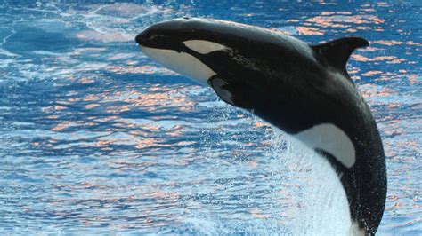 Baby Orca Last Killer Whale Born At Seaworld