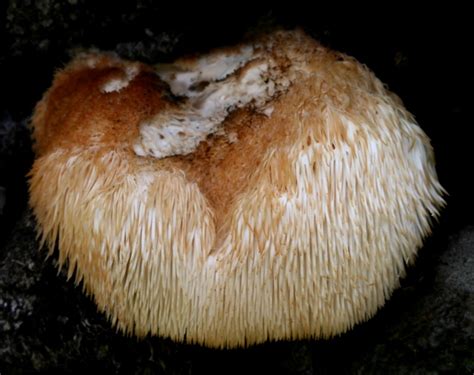 Fungus