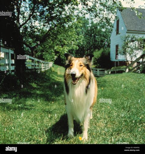 Lassie Lassie 1954 1974 Stock Photo Alamy