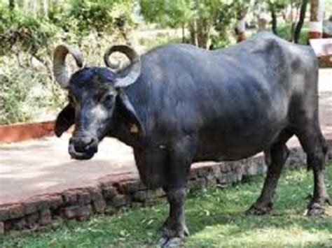 Manorama news 532.005 views4 year ago. buffalo/bhes