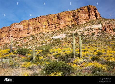Usa Arizona Apache Trail Tonto National Forest Flowering