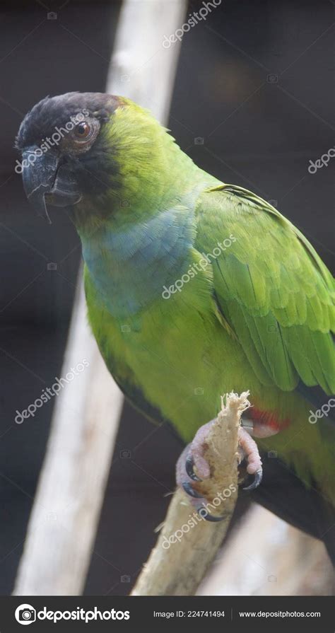 Nanday Parakeet Also Known Black Hooded Parakeet Nanday Conure Medium