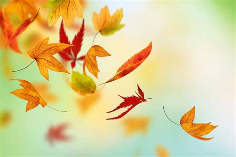 Leaves Falling Off Trees Amazing Wallpapers