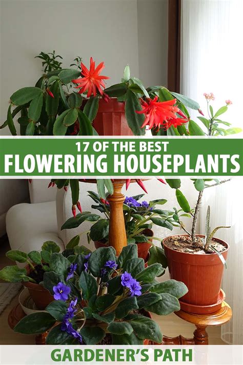 17 Of The Best Flowering Houseplants To Brighten Up Your Home