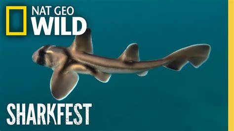 Baby Sharks Rare Shark Birth Sharkfest National Geographic Wild