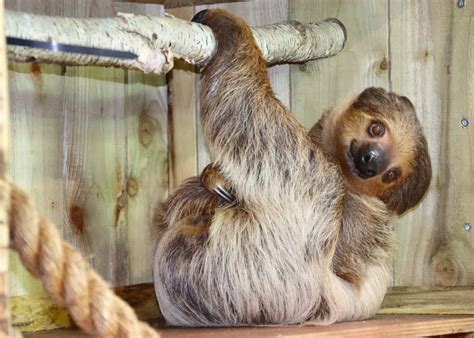 Two by two zoo was nothing short of amazing!! Sloth (Linne's Two-Toed) - Dudley Zoo and Castle