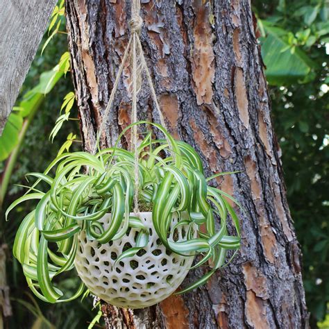 This diy orchid humidity tray will help stunning blooms last longer and keep plants happier. DIY Hanging Planter; Kokedama for Orchids, Succulents, Hanging Plants; DIY Hanging Orchid Pot ...