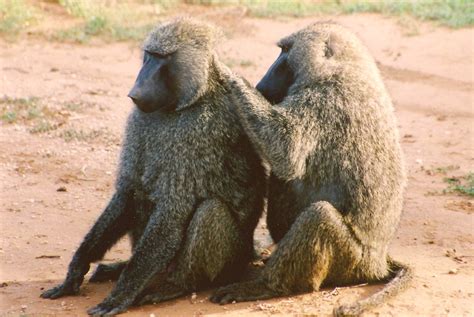 Olive Baboons Grooming Virginia And Mike Howard Flickr