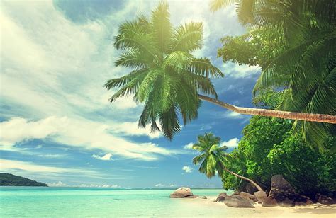 Hd Wallpaper Two Coconut Trees Landscape Beach Palm Trees Tropical