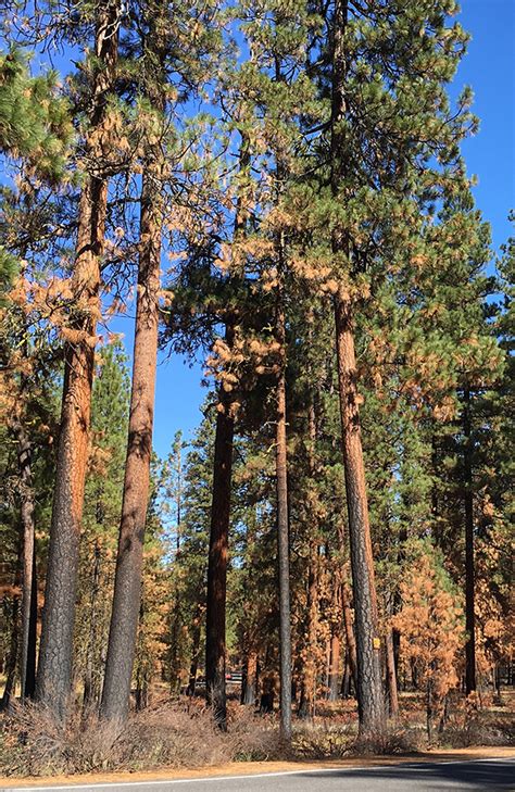 How old growth Ponderosa pine trees became hazardous waste | Beyond Toxics
