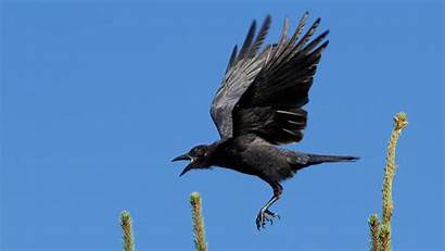 Crow Flying Crows American Bird Wallpapers Animals