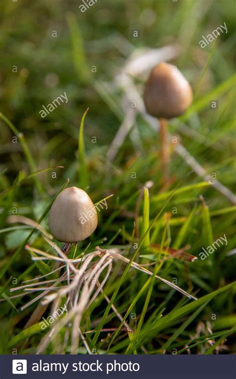 Liberty Caps Also Known As Magic Mushrooms Growing In The Wild Stock