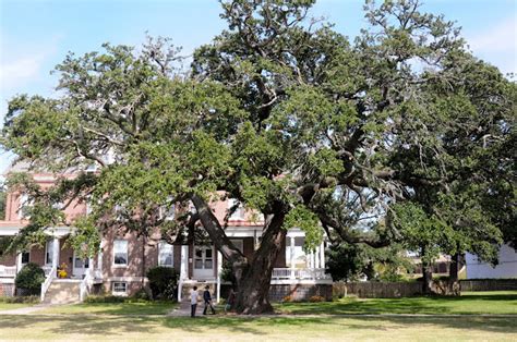 Remarkable Trees Of Virginia The Algernourne Oak
