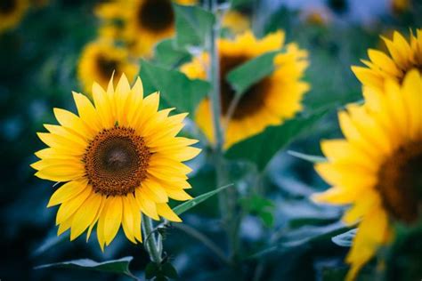 21 Epic Sunflower Fields In Maryland To Catch In Bloom