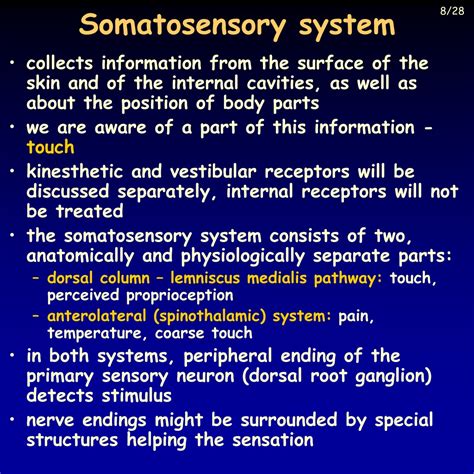 Ppt Somatosensory System Powerpoint Presentation Free Download Id