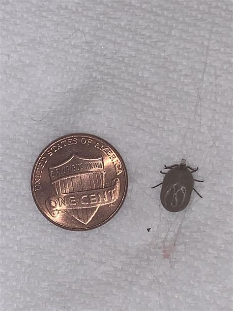 I Found This Huge Tick On My Dog Does Anyone Know What Kind It Is Im