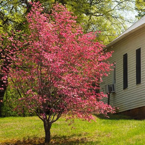Dogwoods do best when planted in areas receiving less than a full day of sun. Red Flowering Dogwood Trees for Sale - FastGrowingTrees ...