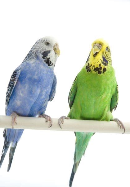 The budgie, or budgerigar, is most commonly referred to as the more generic term parakeet in the united states. Types of Budgie Birds - Pets