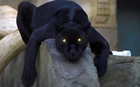 100 Black Panther Animal Wallpapers