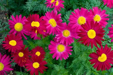 Tanacetum Coccineum Robinson S Red Painted Daisy
