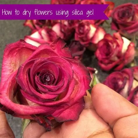 Check spelling or type a new query. How to Dry Flowers Using Silica Gel - Who Knew?! | Misc ...