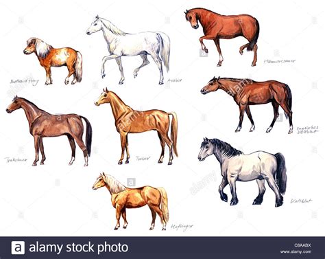 Horse Breeds Stock Photo 39565678 Alamy