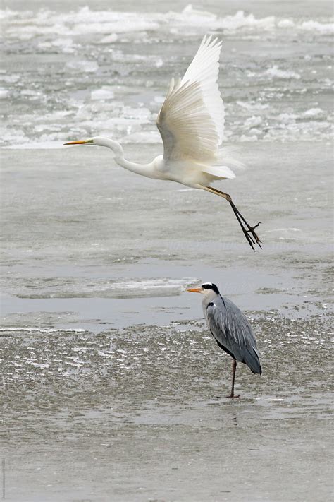Great White Egret Flying Over A Heron On Ice By Stocksy Contributor