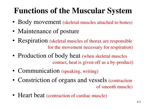 Muscular System Organs And Functions