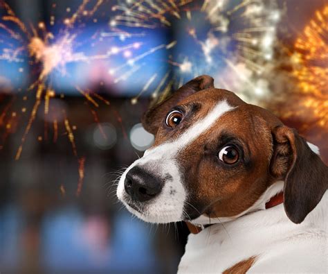 How To Keep Your Dog Calm And Safe From Fireworks On The Fourth Of July