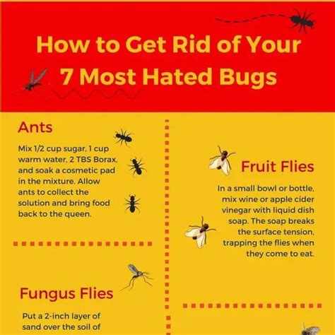 How To Kill Lawn Gnats