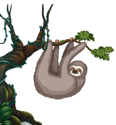 Mammal Clipart Clipart Clipart Sloth Hanging On Tree Branch Images