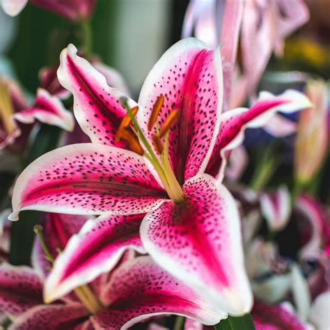 Oriental Lily Stargazer Easy To Grow Bulbs