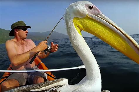 Watch Teaching A Pelican To Fish Is A Full Time Job Human Impact