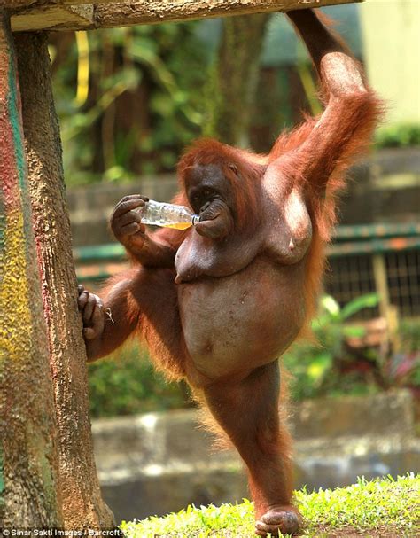 King Of The Swiggers Orangutan Guzzles Bottle Of Orange Juice Tossed