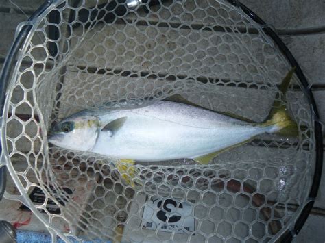 ヒラマサ20131228 Web魚図鑑
