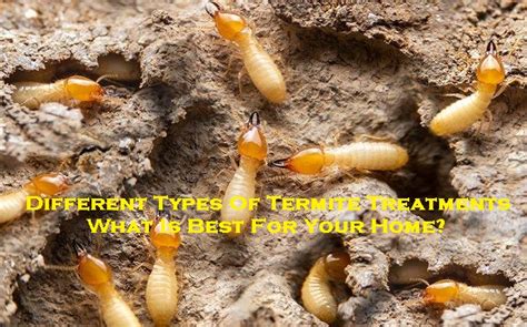 Different Types Of Termite Treatments What Is Best For Your Home
