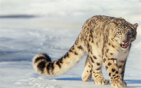 Panthera Uncia Leopardo De Las Nieves O Irbis Snow Leopard Wild