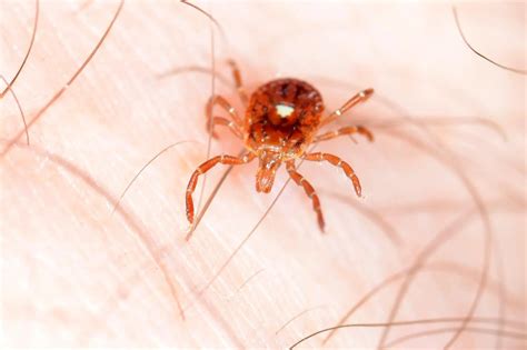 Could Tick Bites Be Causing Your Unexplained Digestive Problems