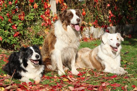 Opening hours for pet adoption in houston, tx. August Pet Adoption Specials | Houston PetTalk