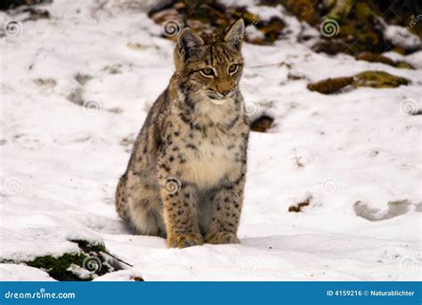 Lynx Sitting In Snow Stock Photo Image Of Predator Forests 4159216