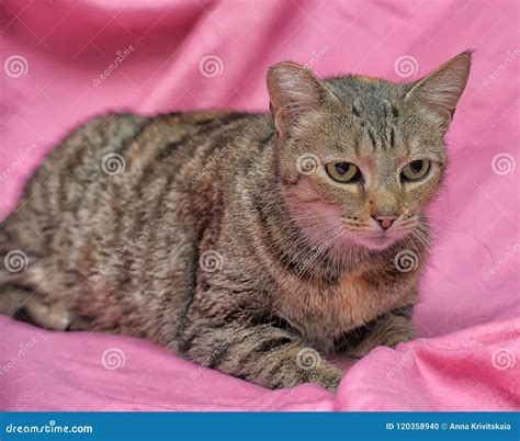 Striped Cat With A Clipped Ear Stock Photo Image Of Grey Background