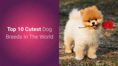 List Of Top 10 Most Cutest Dog Breeds In The World 2019