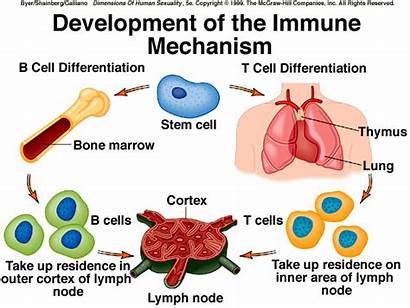 Immune Development Mechanism System Lymphatic Immunity Guard