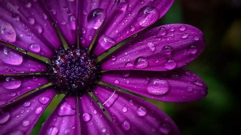 Floral Friday Rain On Flowers Leanne Cole The Photographers Mentor